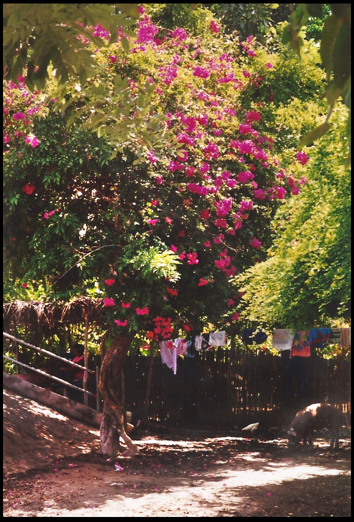 pig roots by an ancient fuscia
              bougainvillea vine covering a tree beside a principal
              ca&ntilde;o footbridge