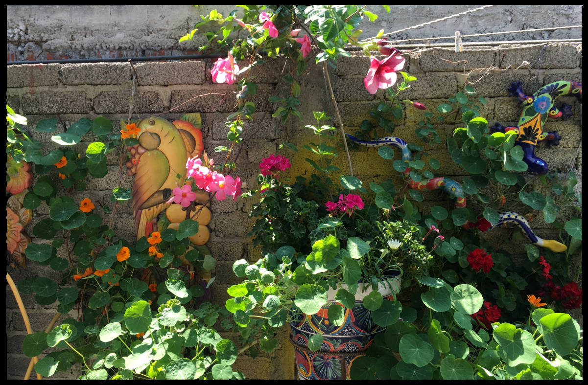 Spanish talavera
        ceramics, painted carved-wood birds and real nasturtiums,
        geraniums, mandeville and gazania decorate a previously ugly
        cinderblock Mexican wall