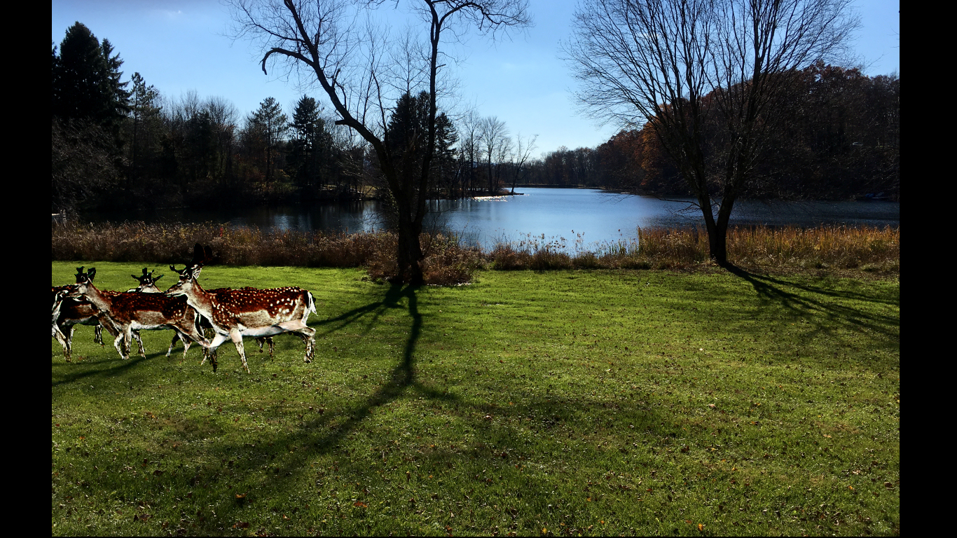 spotted deer, deep green meadow, deep
              blue Spring Lake and woods in the Pocono mountains